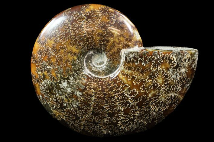 Polished, Agatized Ammonite (Cleoniceras) - Madagascar #88137